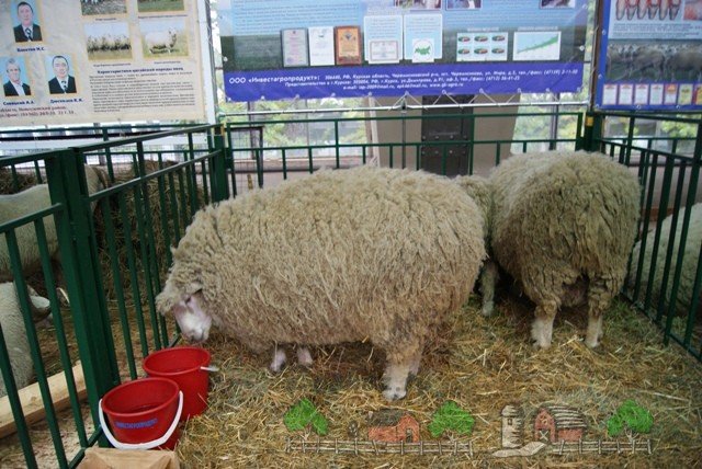 Огляд овець Куйбишевської породи: їх опис та фото