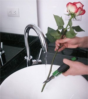 Як правильно зберігати троянди у вазі?