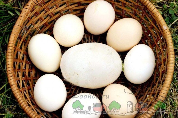 Може курка захворіти після знесеного великого яйця