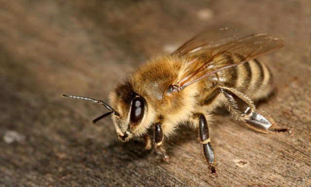 Акарапідоз у бджіл: опис недуги, його лікування та відео
