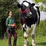 Найбільша корова в світі: її огляд, відео та фото