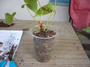 Пересадка і розмноження антуріума в домашніх умовах