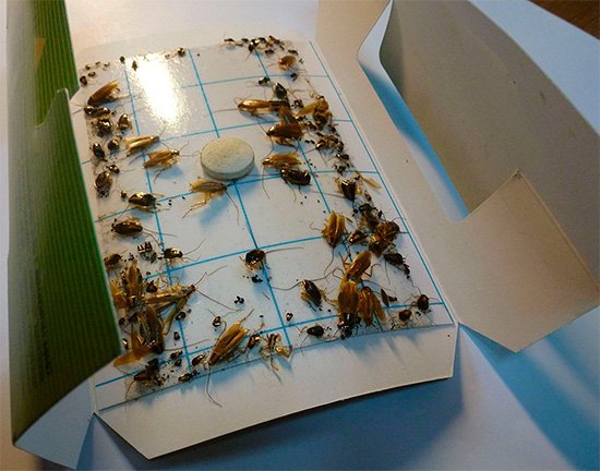 Як і чим морити тарганів Як і чим морити тарганів