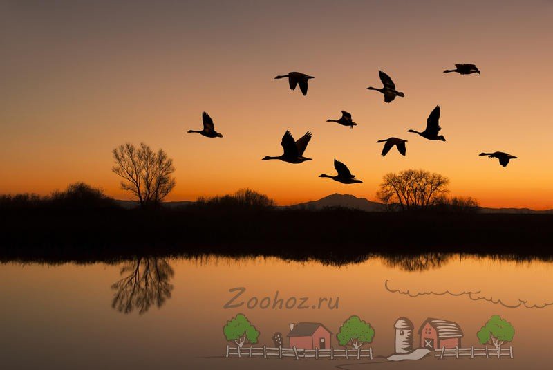 Види і породи диких гусей: їх опис, фото і відео