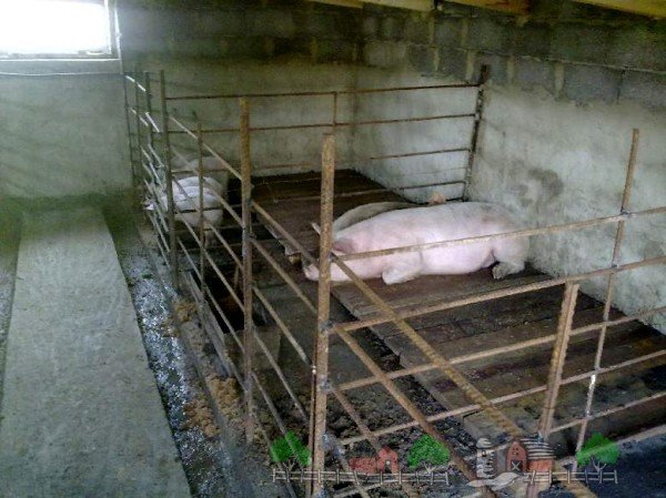 Як побудувати міні ферму для свиней: креслення і відео