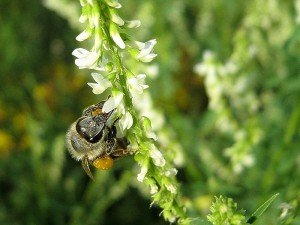 Кращі медоносні трави і дерева высеиваемые для бджіл