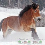 Важковозні породи коней, їх опис, фото і відео