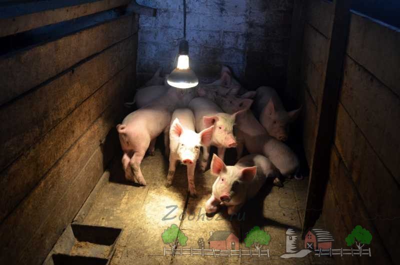 Будуємо хлів для свиней своїми руками: поради і фото
