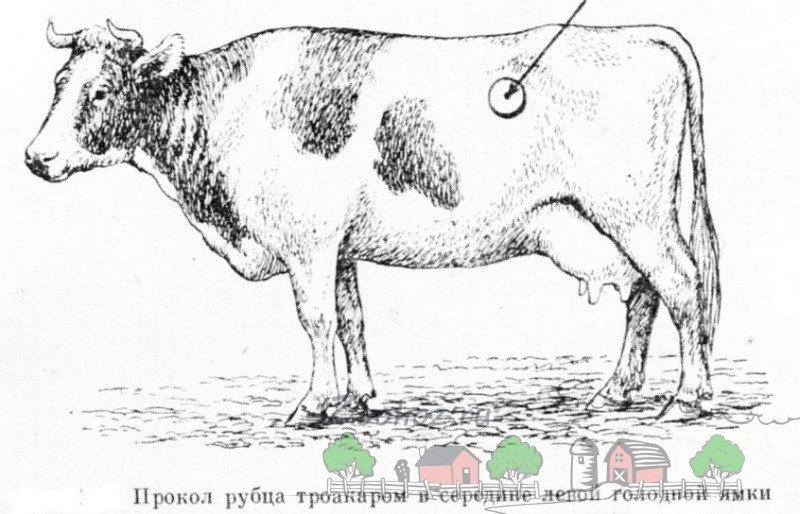 Що таке тимпанія рубця у корів і як це лікується