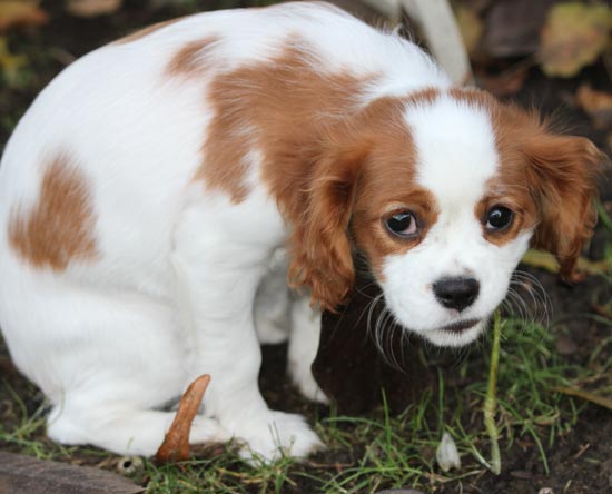 Як привчити собаку до туалету на вулиці? Від щеняти до дорослого собаки