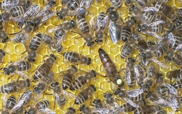 Бджоли породи Карніка: їх характеристика, відгуки і відео