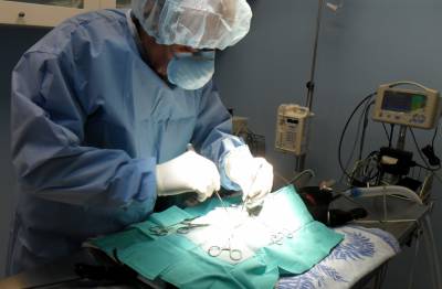 Стерилізація кішок: підготовка до процедури і післяопераційний догляд