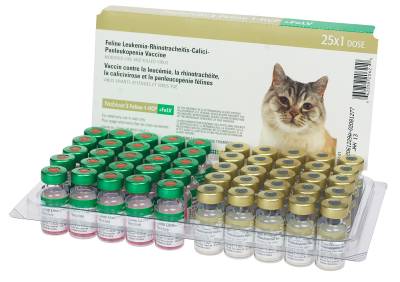Ринотрахеїт у кішок: симптоми і лікування