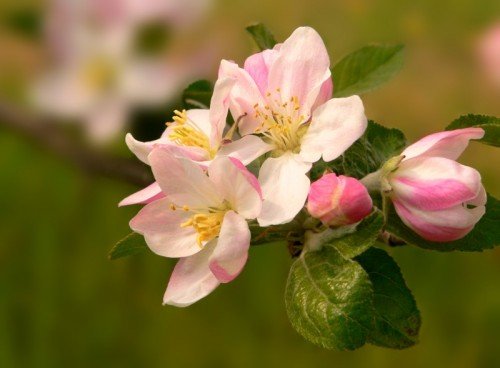 Яблуня. Посадка, вирощування і догляд. Правильна посадка і догляд за яблунею   запорука отримання хорошого врожаю.