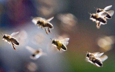 Бджоли у сні: до чого сняться укуси і рой, тлумачення всіх сонників