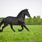 Огляд Фризкой породи коней, опис, відео та фото