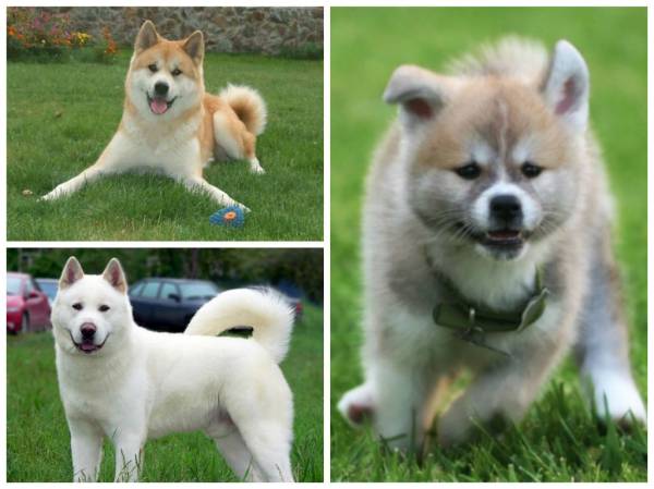 Породи собак з упертим характером