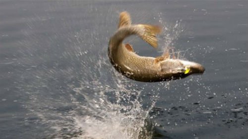 Сонник риба у воді до чого сниться риба у воді у сні