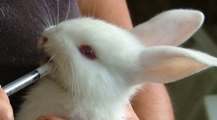 Як вигодовувати кроленят без кролиці: поради та відео