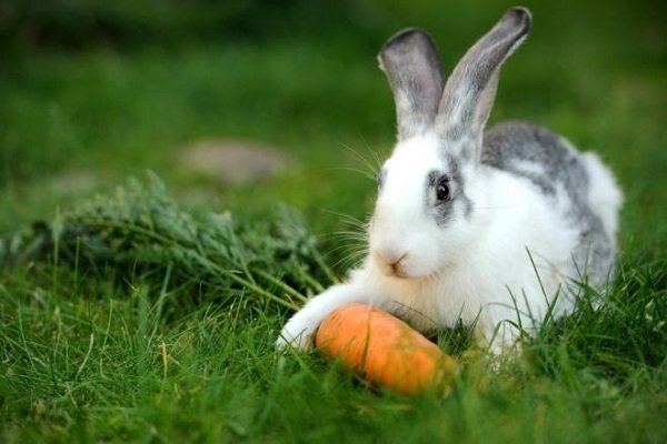 Кролик не їсть і не пє: причини та розвязання проблеми