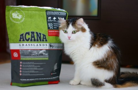 Корм для кішок Acana   особливості, характеристики і відгуки