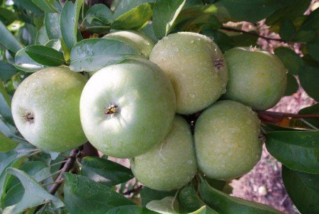 Яблуня Симиренка: опис сорту, калорійність, зберігання яблук