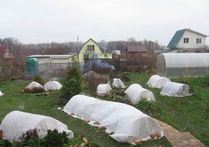 Як правильно вкривати плетисті троянди на зиму?