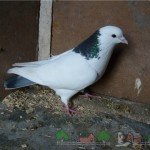 Бакинські бойные голуби: їх опис, фото і відео огляд