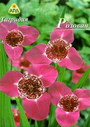Посадка тигридии і догляд у відкритому грунті і домашніх умовах (фото і відео поради)