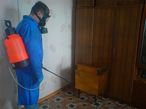 Звідки беруться домашні мурахи і чи варто їх боятися