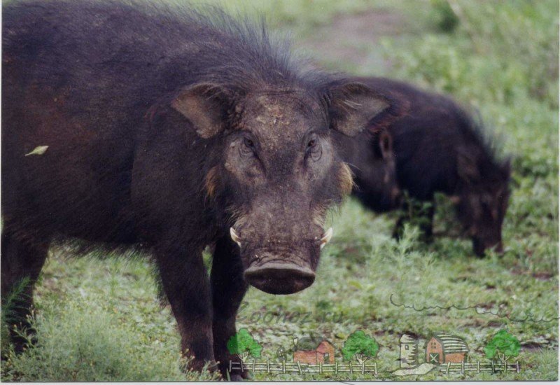 Огляд великої дикої лісової свині, її опис та фото