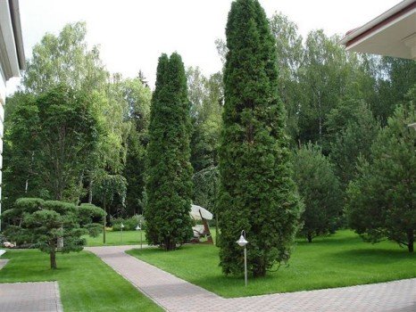 Як вибрати дерева для висаджування на заміській ділянці? Як вибрати дерева для висаджування на заміській ділянці?