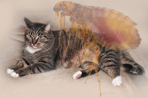 Блохи у кота: що робити?
