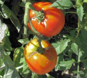 Хвороби та шкідники томатів (помідор)