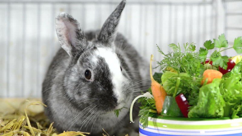 Здуття живота у кроликів і кроленят: причини хвороби, симптоми і лікування