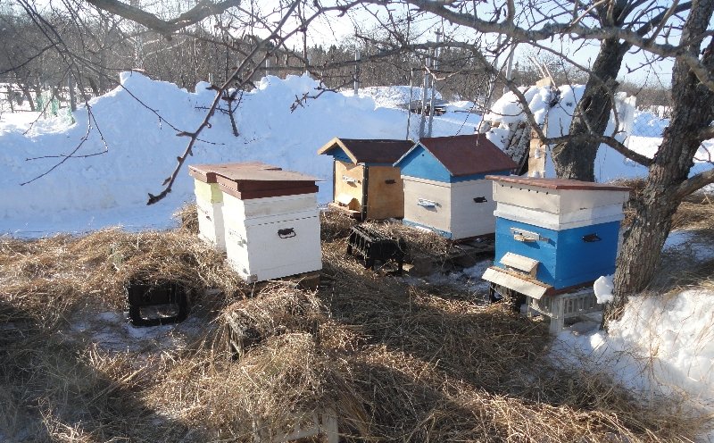 Особливості весняної підгодівлі бджіл: способи та опис