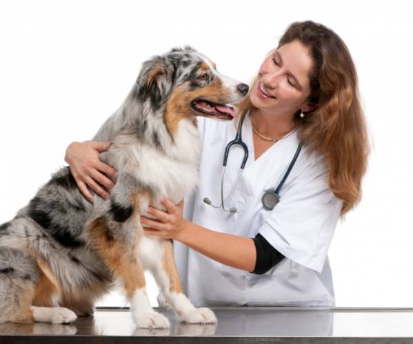 Тонзиліт   запалення мигдалин у собаки