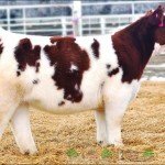 Пухнаста плюшева порода корів з Айови: огляд і фото