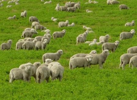 Вівці: правильний догляд