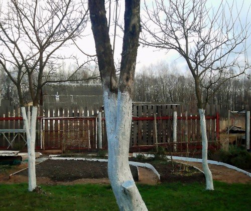 Як правильно білити дерева на дачній ділянці.