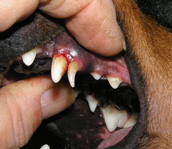 Пародонтоз у собак: ознаки, лікування та профілактика