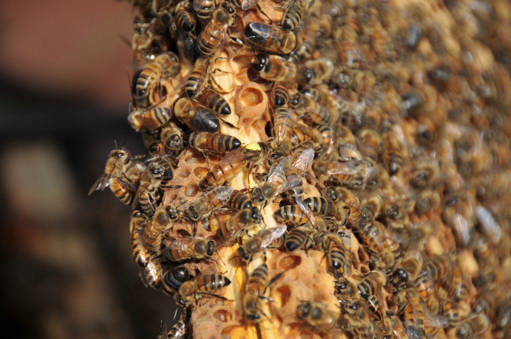 Бджоли породи Бакфаст: фото та характеристика цього виду
