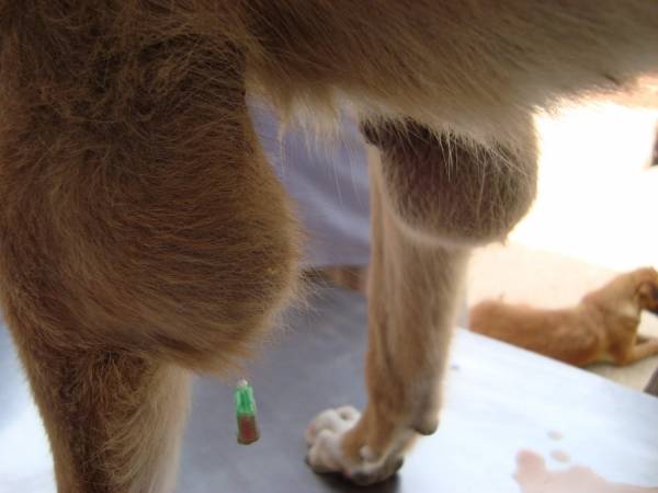 Бурсит у собак   все про запаленні суглобів