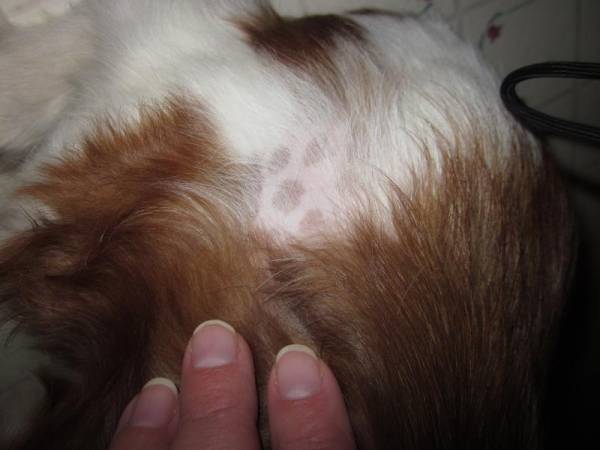 У собаки випадає шерсть: розбираємося в причинах