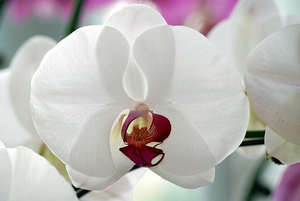 Як і коли краще пересадити орхідею Фаленопсис (відео інструкція)