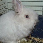 Як привчити кролика до лотка: поради та відео