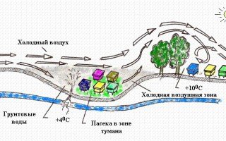 Розміщення і організація пасіки: як вибрати місце, поради