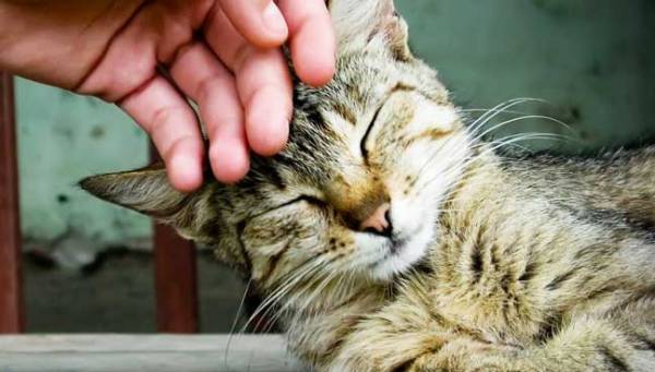 Підвищений і знижений тиск у кішок: причини відхилення та їх наслідки