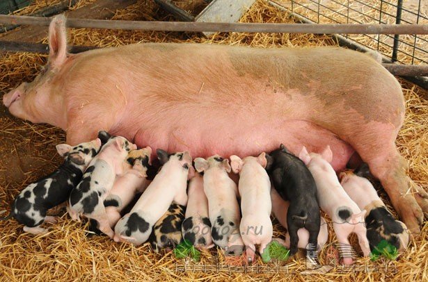 Як вигодувати поросят без свиноматки: поради та відео