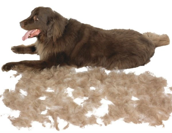 Фурминатор для собак: линька без бруду в будинку